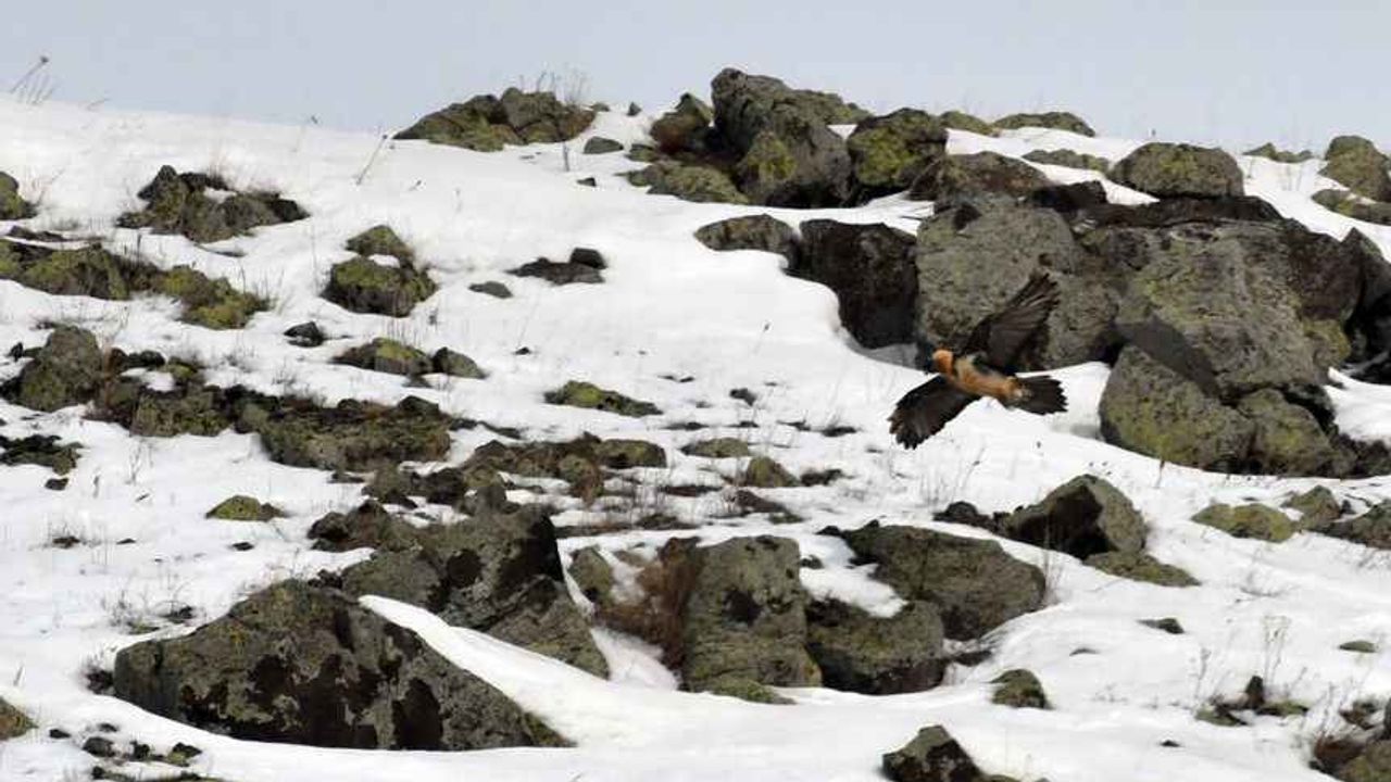 ‘Sakallı akbabalar’ Kars’ta görüntülendi
