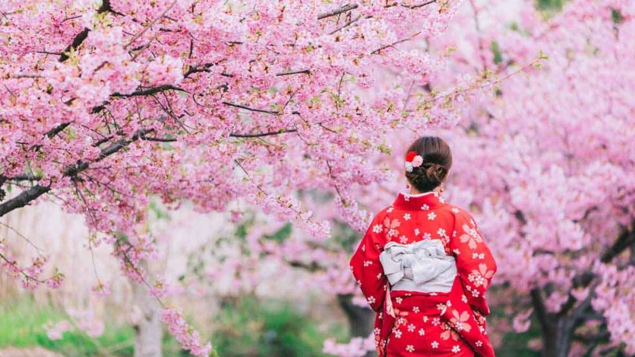 Sakura ne demek? Japonca sakura kelimesinin anlamı nedir? Başakşehir Çam ve Sakura hastanesi…