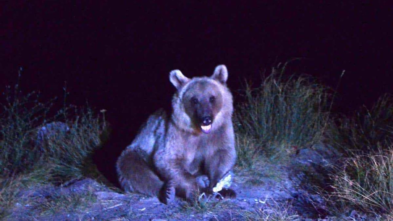 Ayı saldırısı doğa sevgisini durduramadı: 4 yıldır onların peşinde!