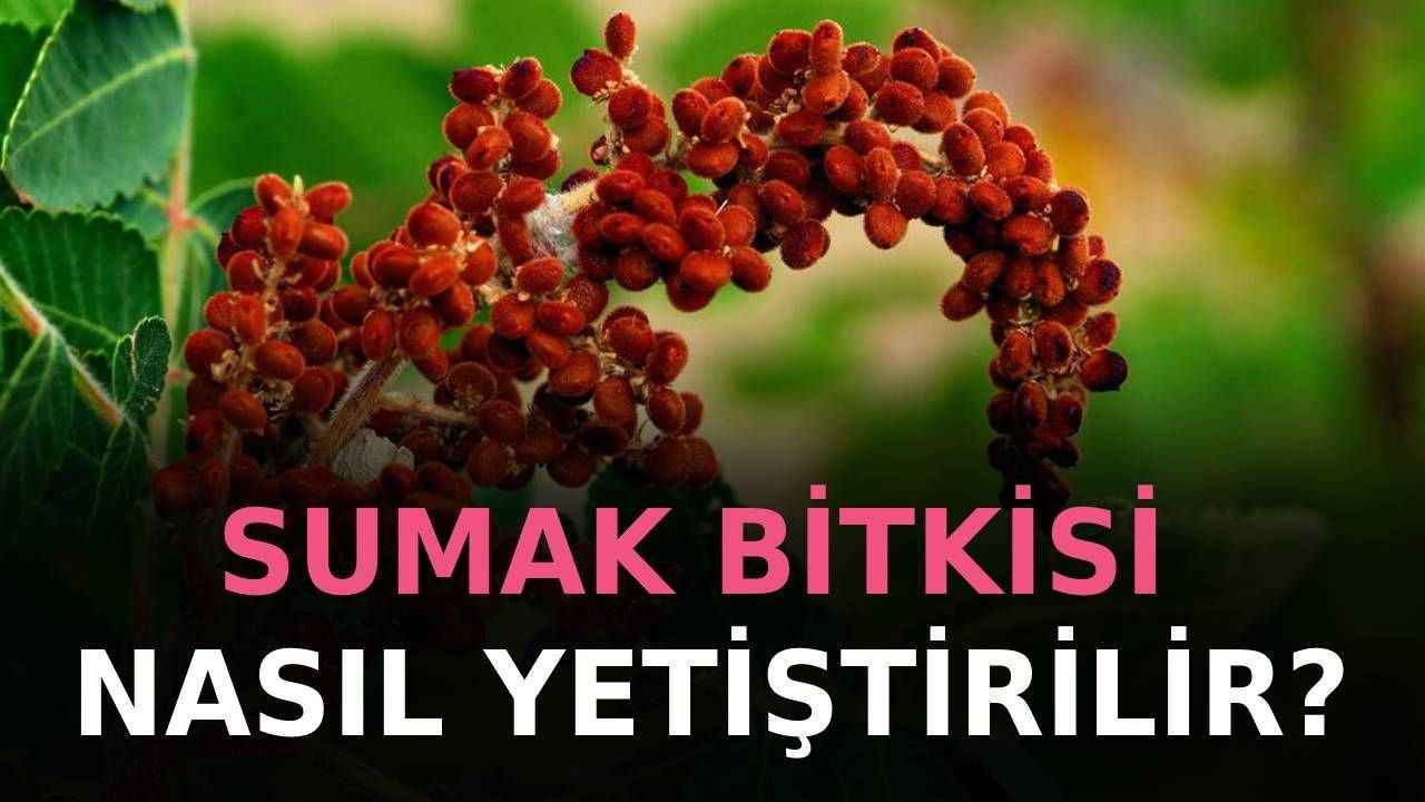 Sumak Bitkisi Nasıl Olur?