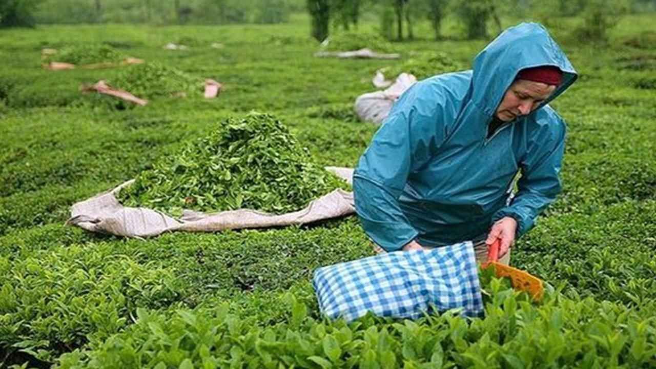 ÇAYKUR kura çekimi sonuç listesi belli oldu mu? 2022 ÇAYKUR kura çekimi sonuç sorgulama ekranı!