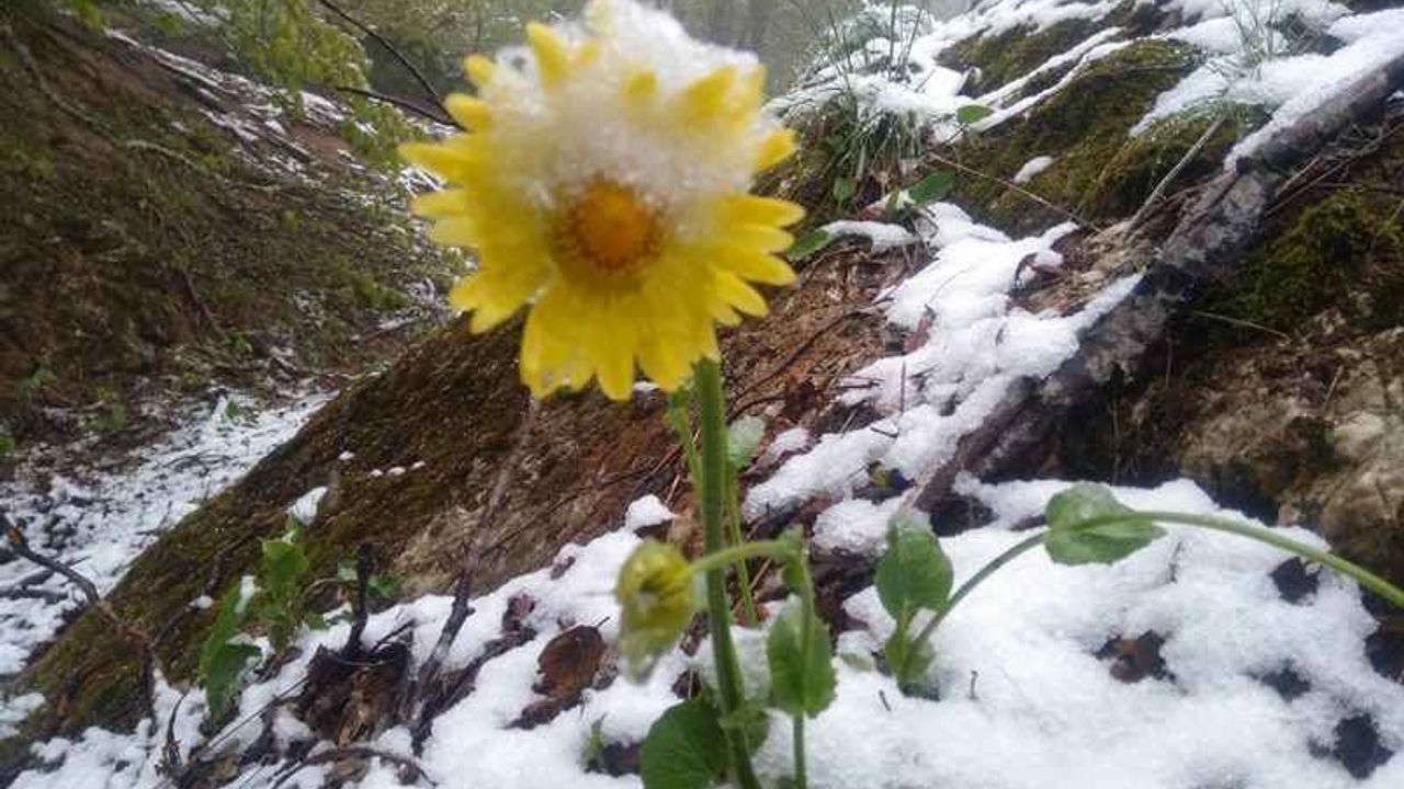 Amasya’da mayıs karı yağdı 