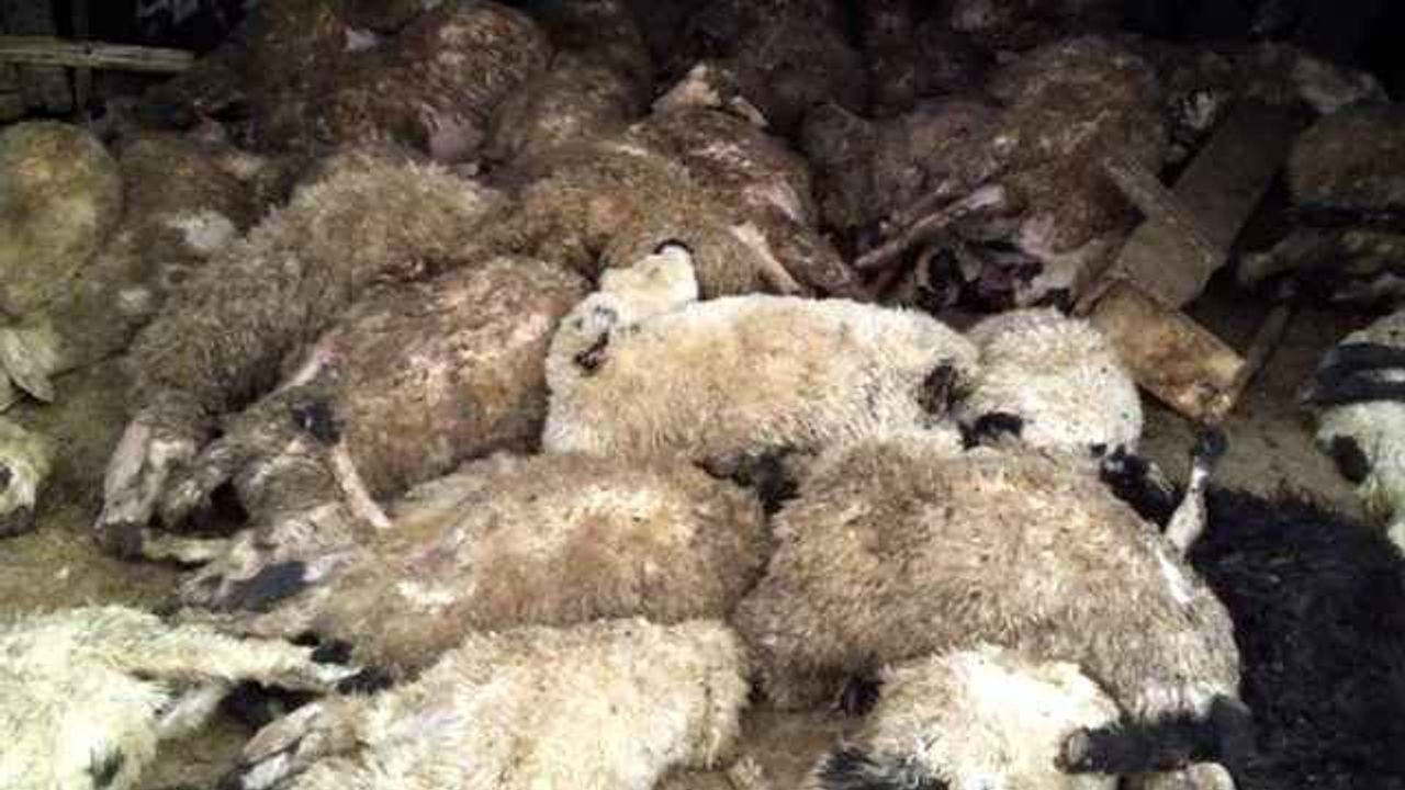 Ağılda korkunç manzara! Koyunlarım meleme sesine gidince...