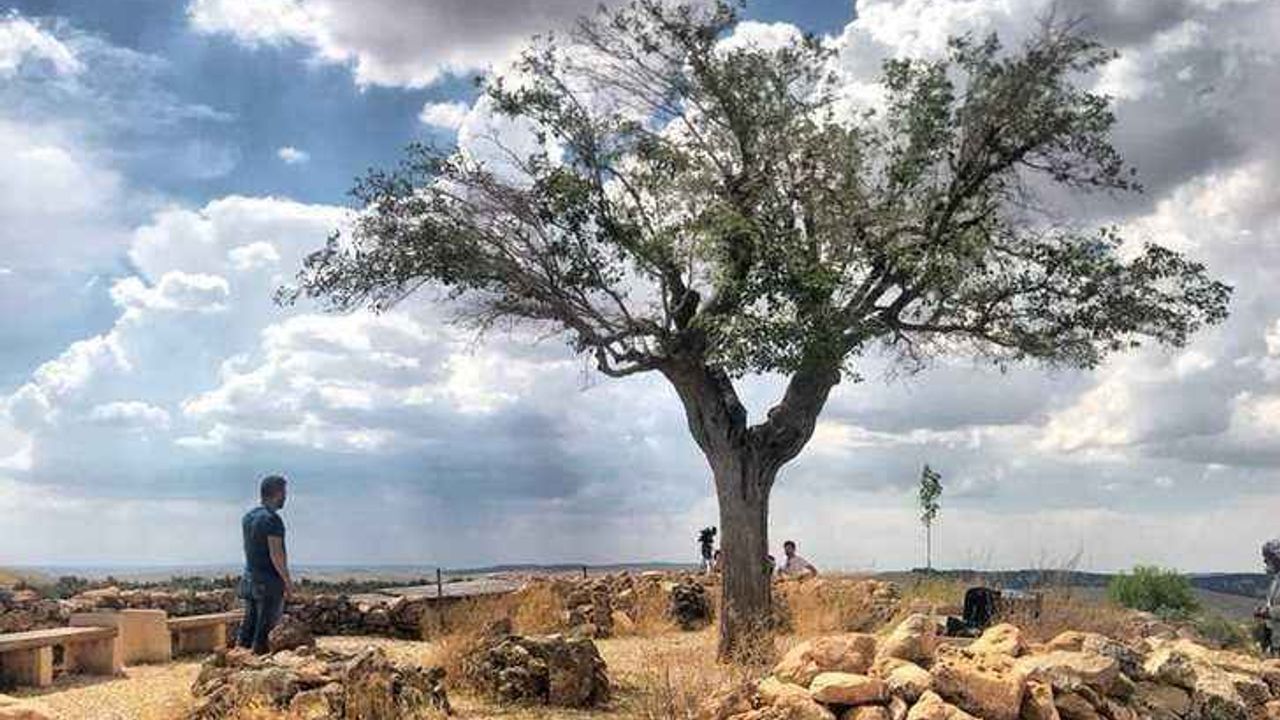 Hamile kalmak isteyen kadınlar akın ediyor! Göbeklitepe'deki ağacın sırrı