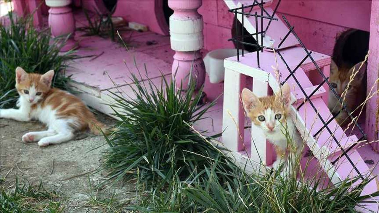 'Kedi Köyü' engelli, hamile ve yavru kedilere sıcak yuva oldu