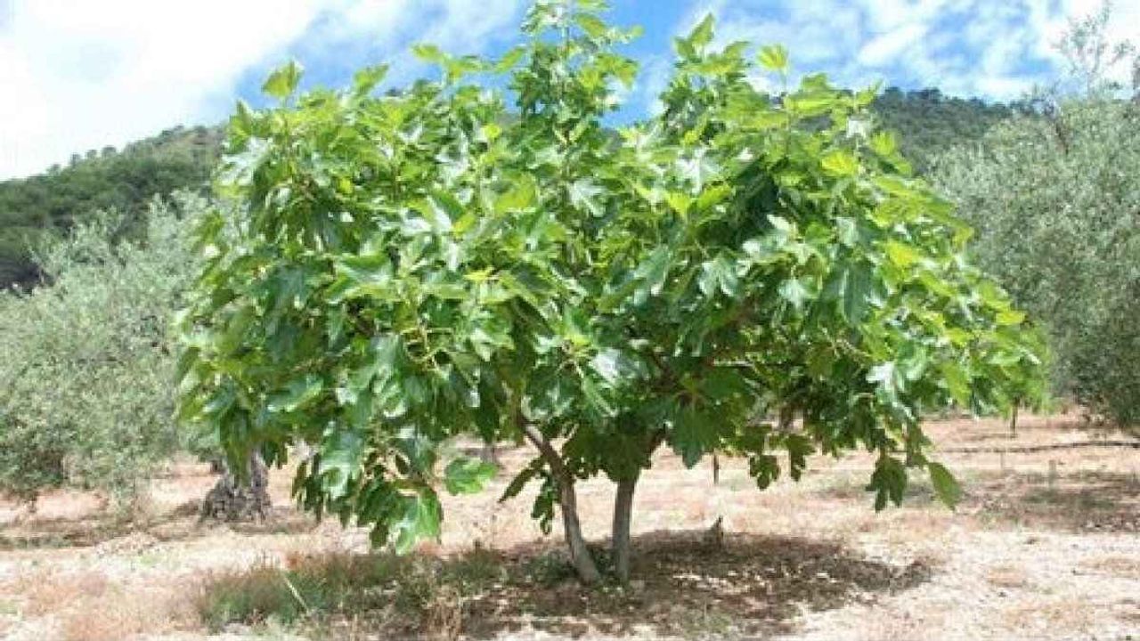 İncir ağacından düşen yaşlı adam hayatını kaybetti