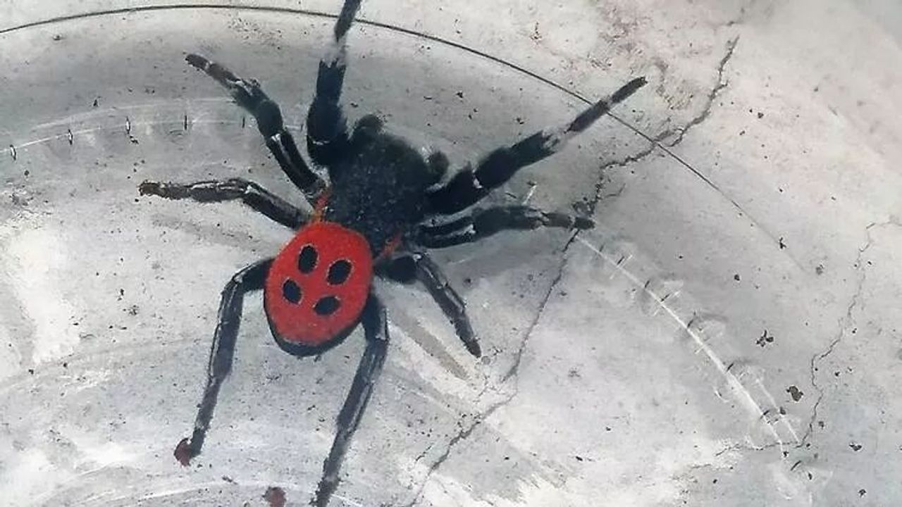 Denizli'de kırmızı alarm! Zehirli uğur böceği örümceği görüldü