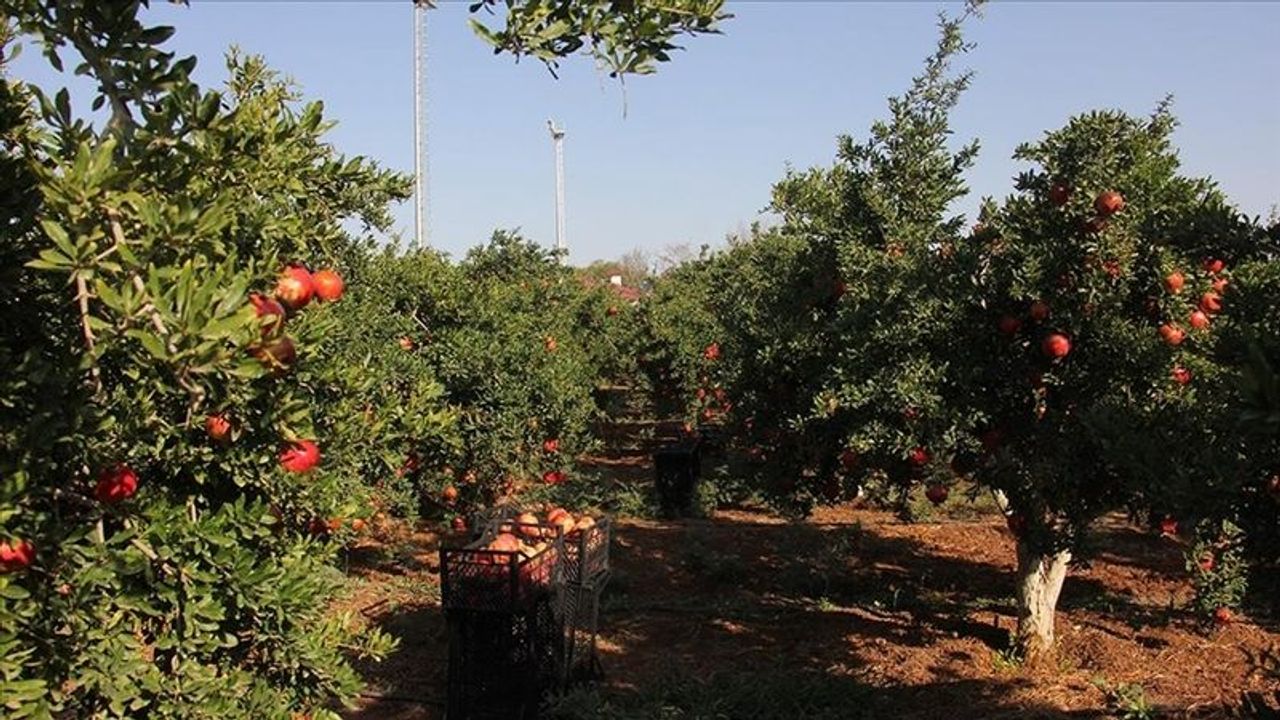 Kilis'te 10 bin dekar alanda 40 bin ton Hicaz narı yetiştirildi