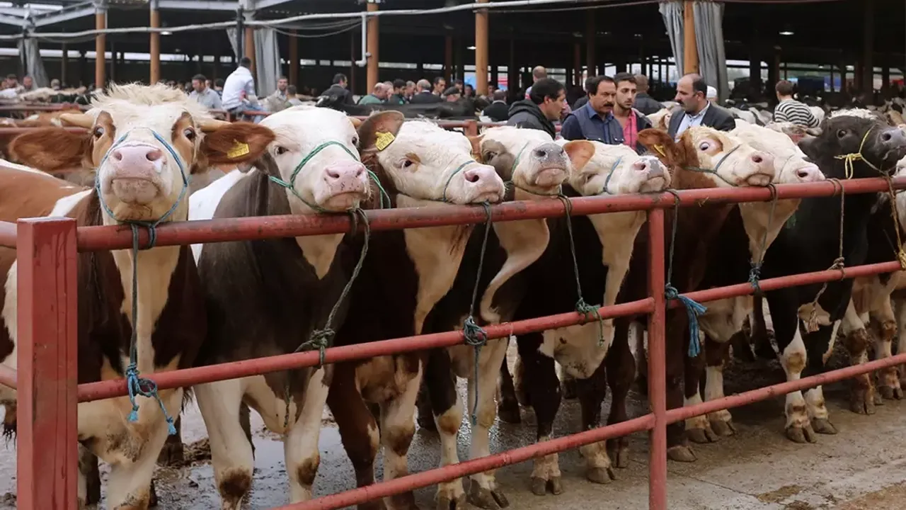 Emekli maaşıyla kurbanlık aldı, 3 gün sonra hayatının şokunu yaşadı