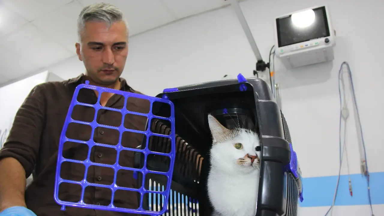 Bursa'dan taşınan 'Paşa' kedi depresyona girdi