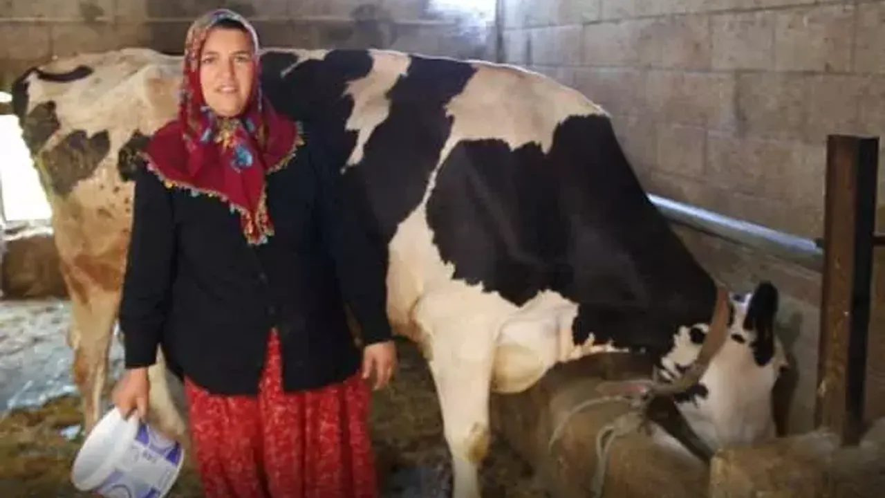 2 inekle başladı, 17 inek oldu! Artık sıfır kilometre aracı var
