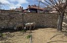 Kütahya'da sahipsiz köpeklerin saldırdığı koyunlar telef oldu