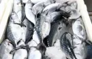 Giresun'da palamut sezonu bereketli başladı
