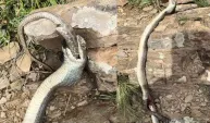Hakkari'de ilginç görüntü! 1,5 metrelik yılan, 1 metrelik yılanı yedi