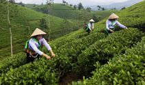 Vietnam'ın saklı cenneti: Long Coc çay tepeleri