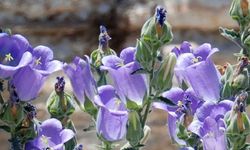 Tüylü çan çiçeği özellikleri neler? Tüylü çan çiçeği koparmanın cezası kaç lira? Campanula tomentosa nedir?