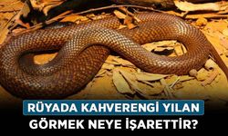 Rüyada Kahverengi Yılan Görmek Ne Anlama Gelir, Neye İşarettir? Anlamı, Yorumu