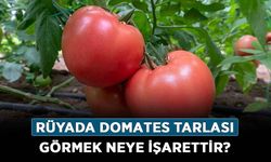 Rüyada Domates Tarlası Görmek Ne Anlama Gelir, Neye İşarettir? Anlamı, Yorumu