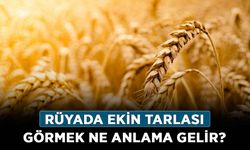 Rüyada Ekin Tarlası Görmek Ne Anlama Gelir, Neye İşarettir? Anlamı, Yorumu