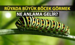 Rüyada Büyük Böcek Görmek Ne Anlama Gelir, Neye İşarettir? Anlamı, Yorumu