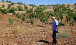 Hobi amaçlı satın aldığı atıl araziyi, 61 çeşit meyve yetiştirilecek bahçeye dönüştürdü