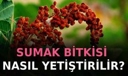 Sumak Bitkisi Nasıl Olur?