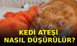 Kedi Ateşi Nasıl Düşürülür?