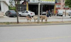 Sokak köpekleri saldırısında yaralanmıştı! Tedavi gördüğü hastanede vefat etti