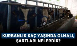 Kurbanlıkların özellikleri nasıl olmalı? Kurbanlık kaç yaşında olmalı, şartları nelerdir?