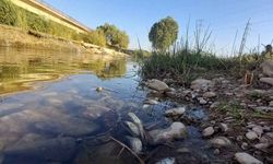 Kahramanmaraş'ta balık ölümleri tedirgin ediyor