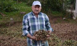 Annesinin kaybolan altın dişlerini arıyor! Getirene 2 ton fındık verecek