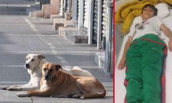 Sokak köpekleri dehşet saçtı! Köpekten kaçan çocuğa kamyon çarptı