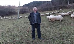 70 yıldır yapıyor! Çobanlıktan ve yaylalardan vazgeçmiyor
