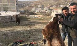 Adıyaman'da enkazda kalan iki keçi 21 gün sonra kurtarıldı