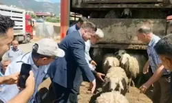 Depremzede besicilere 1420 küçükbaş hayvan desteği