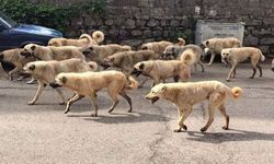 Genç mimarın kuduzdan öldüğü Siverek'te sokakları köpek sürüleri bastı