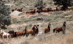 Karadağ'ın krater çukurunda yaşayan yabani atlar görüntülendi