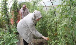 Ata tohum ile yerel çeşitler korunuyor