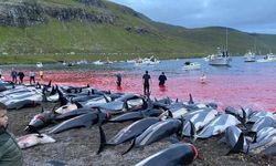 Japonya’da yunus avı sezonu başladı: Bin 800 deniz memelisi öldürülecek