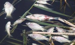 Korkutan görüntü! Büyük Menderes Nehri kanalında balık ölümleri