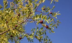  Bağışıklığı güçlendiren hünnap Manisalı üreticinin ek gelir kaynağı oldu