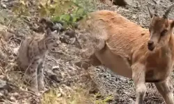 Tunceli’de kırmızı listedeki vaşak dağ keçisi avlarken görüntülendi