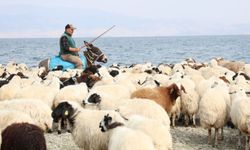  Yaylacıların sahil kenarındaki molası belgeselleri aratmadı