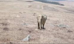 Ardahan'da fil alarmı! Jandarma didik didik fil aradı