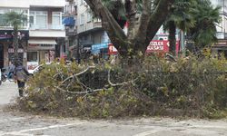 Erdek'teki anıt ağaçlar bakıma alındı