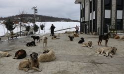 Sokaklardaki başıboş köpek sorunu nasıl çözülecek? Başıboş köpekler kimin sorumluluğunda?