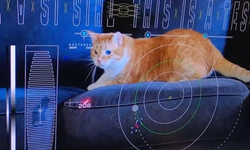 NASA, uzayın derinliklerinden lazerle kedi videosu yayınladı