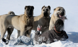 Sivas kangal köpeği hakkında bilmedikleriniz!