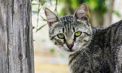 Hem oyuncu hem yaramaz! Kedi sahiplenmek isteyenler için evde beslemeye uygun cinsler...