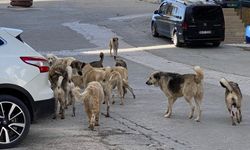 Türkiye'yi bekleyen hayati tehlikeyi duyurdu: Eğer sokak köpekleri kontrol altına alınmazsa...